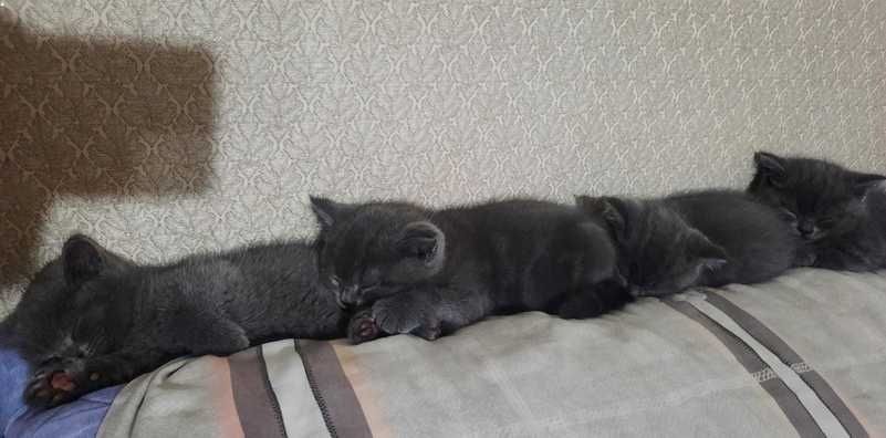 Британские котята