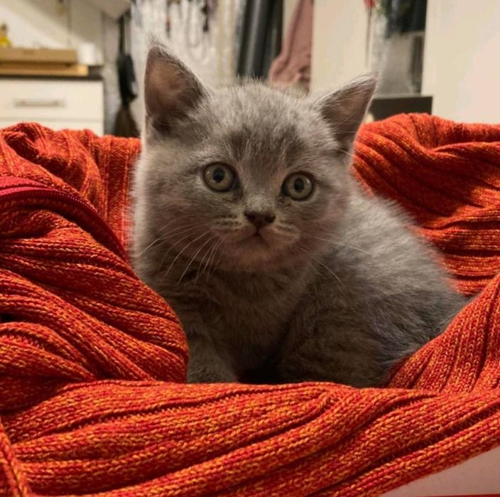 Британско късокосместо коте