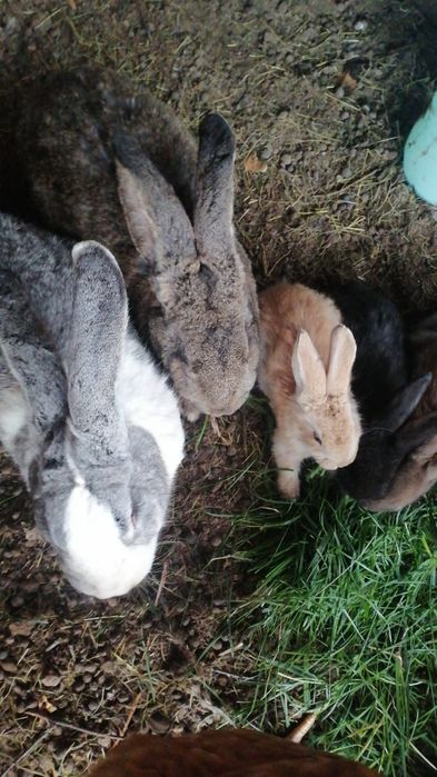 Iepuri de vânzare, schimb pe cereale  INCHID FERMA, VÂND TOT IEFTIN