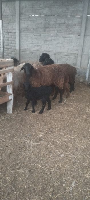 Продам матки с ягнятами