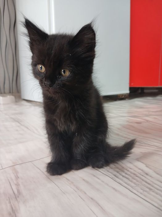 Отдам котенка  бесплатно