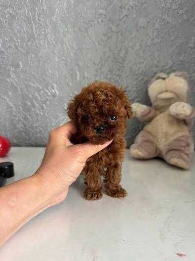 Pui Pudel/Poodle Toy/Mini Red de vânzare – Calitate și eleganță