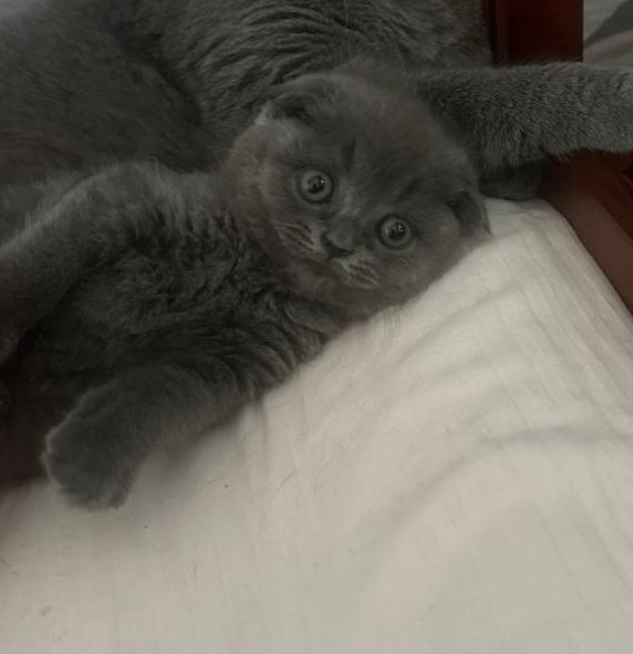 Продаются котята