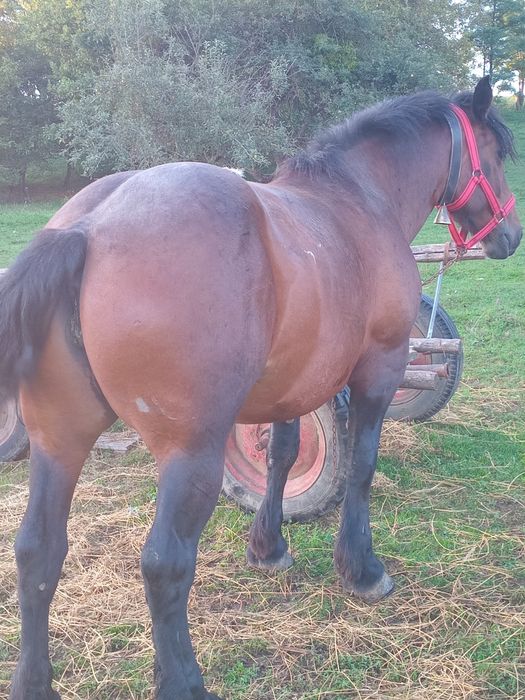 Vând iapă murga de 3 ani