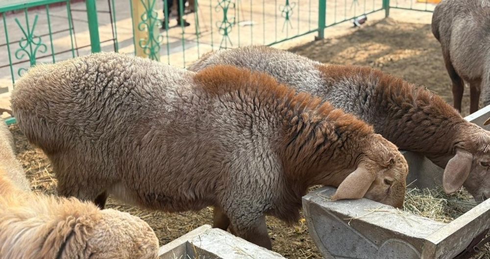 Қошқарлыққа арналған