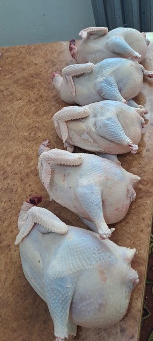 Тушка домашний курицы