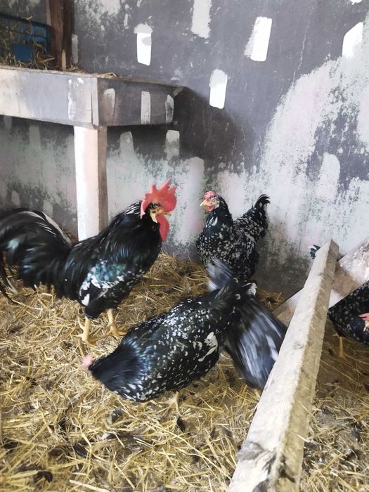 Gaini italiene bobate