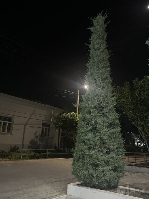 Итальянский кипарис
