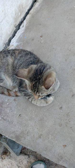 Котята: котик и  2 кошечки