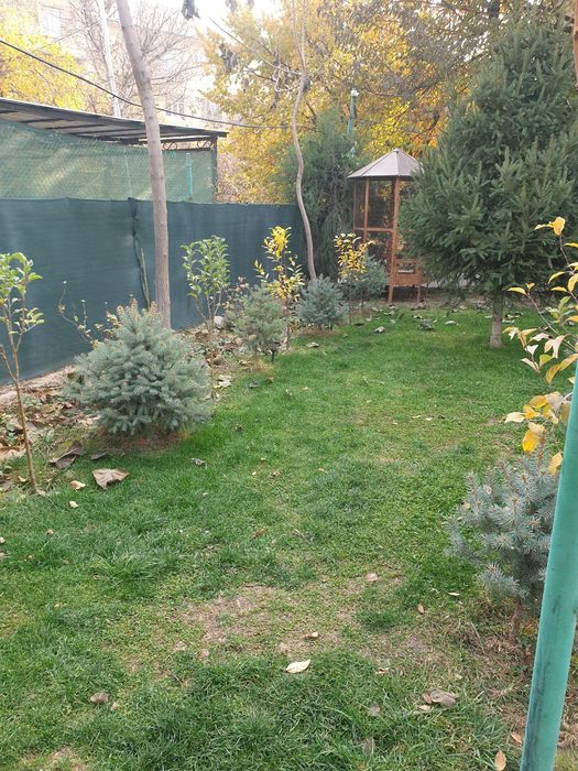 Ёлка кремлевская ,голубая ель