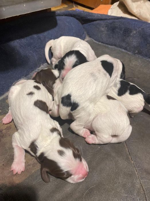 Вязка. Русский охотничий спаниель.