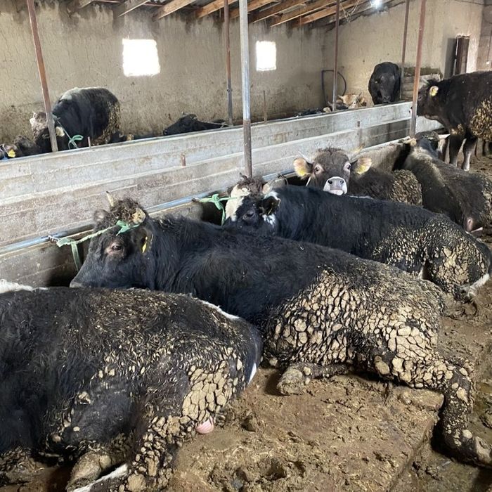 Бычки продаётся 25 штук