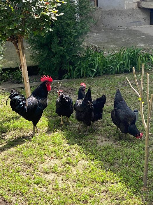 Qora shahzoda tovuqlarining tuxumlari sotiiladi!