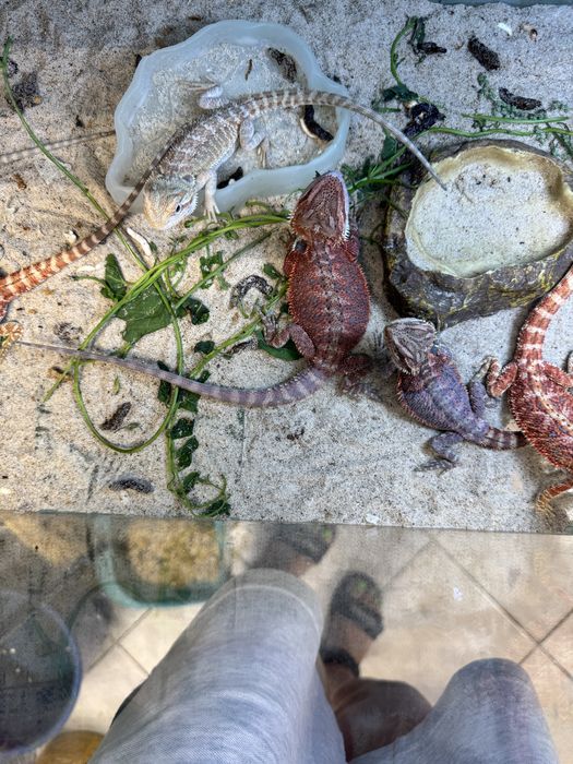 Бородатая агама в продаже