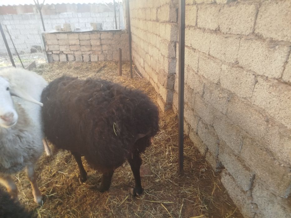 Совлик Куй сотилади