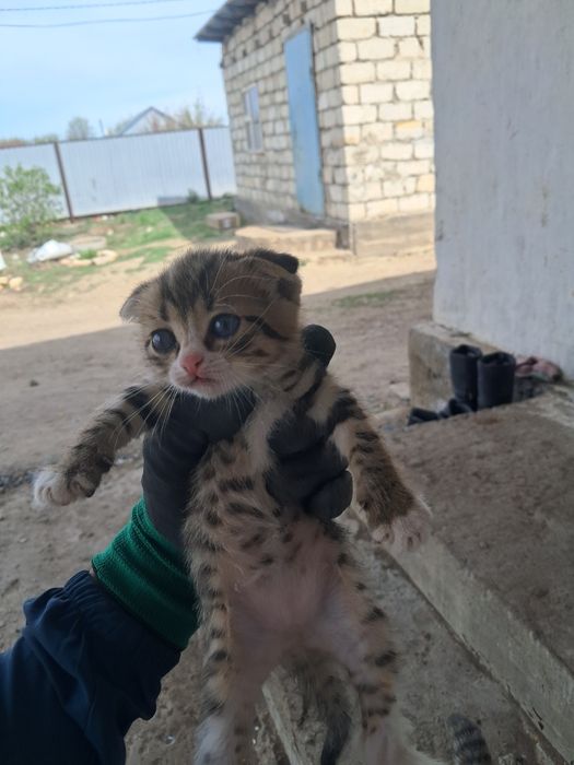 Катёнок Мысык кошка