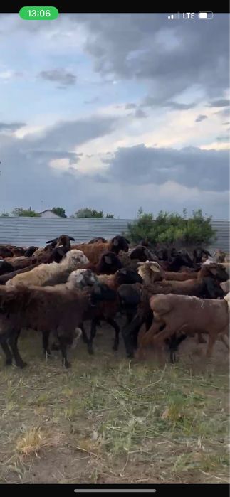 Қой сатамыз. Кой. Баран. Бараны. Овцы. Койлар