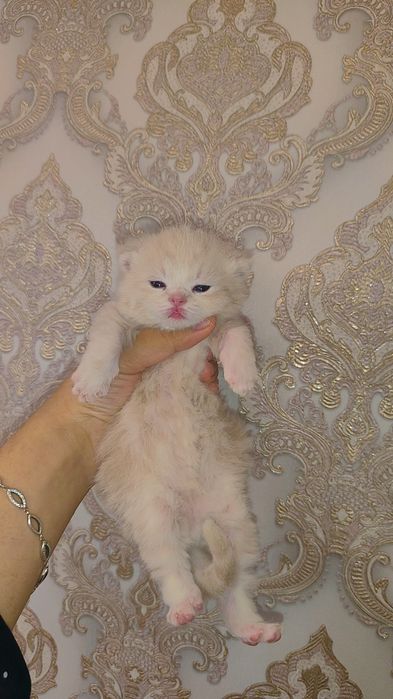 BRON. Skotish fold skotish straight britan