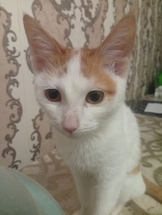 Hadya qilaman Aqlli mushukcha 3 oylik