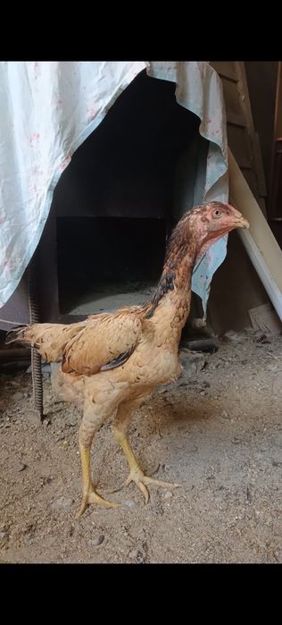 Дакан Қытай тауык сатылады