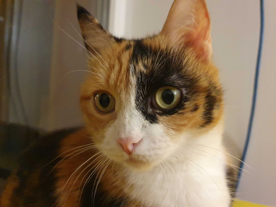 Отдам в хорошие руки. Даром.