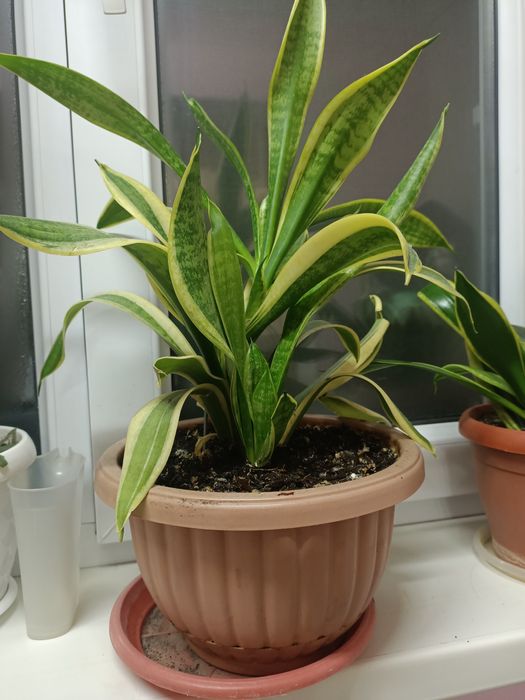 Комнатные растения