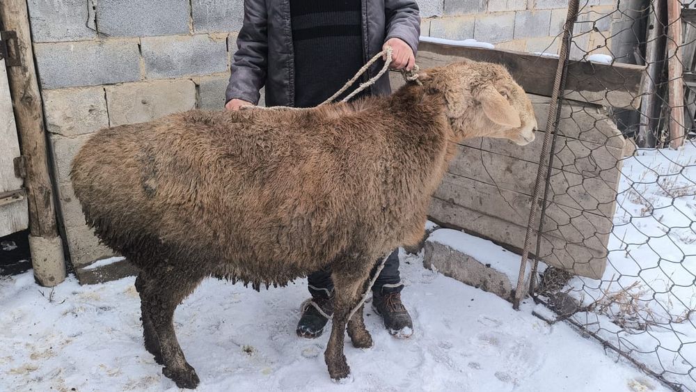 Еркек қой .семіз қой