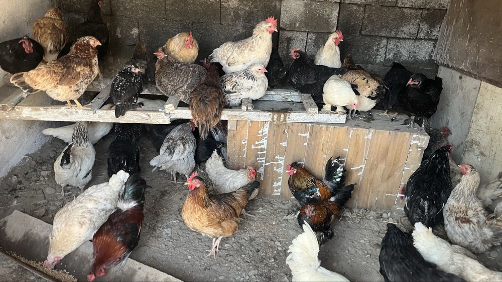 Куры тауык несушки