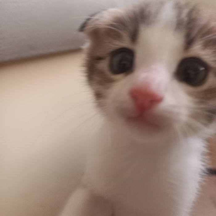 Вислоухий котёнок мальчик 1,5 мес