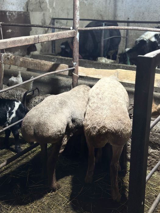 Quylar sotiladi 1 tugishga bogoz zotdor quylar