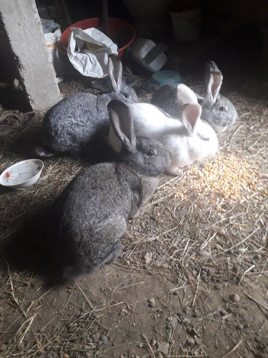 Iepuri belgieni de vanzare