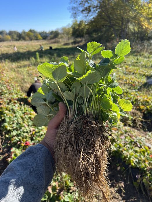 Разсад ягоди Азия, Клери, Албион и малини Полка, Люлин