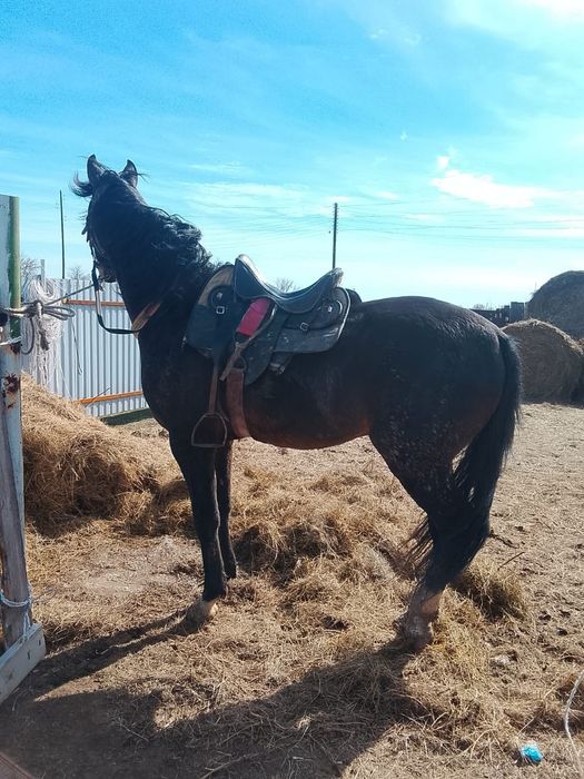 Продаётся жеребец