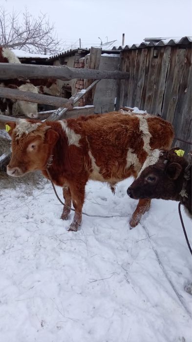 Продам бычков.  .