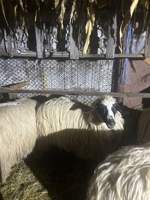 Disponibile oi breze cu miei langa ele