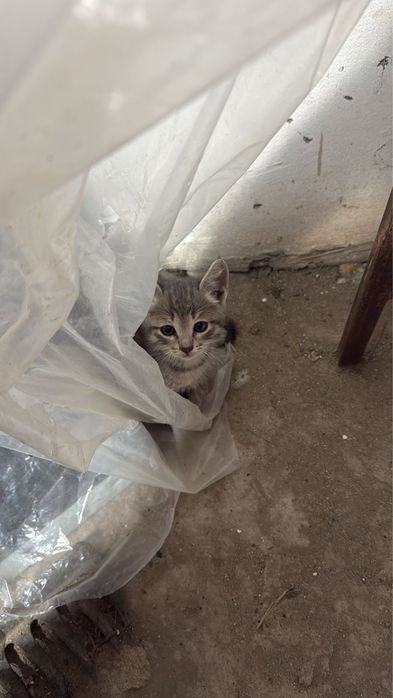 Отдам котят мальчиков в добрые руки