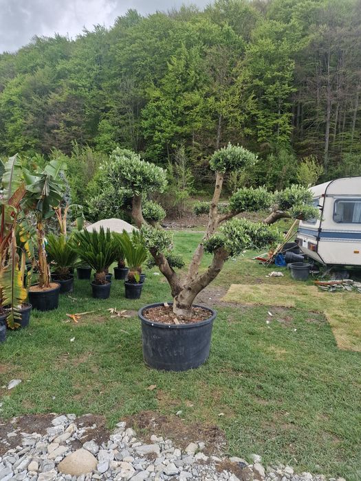 Vand maslin bonsai calitate extra reducere