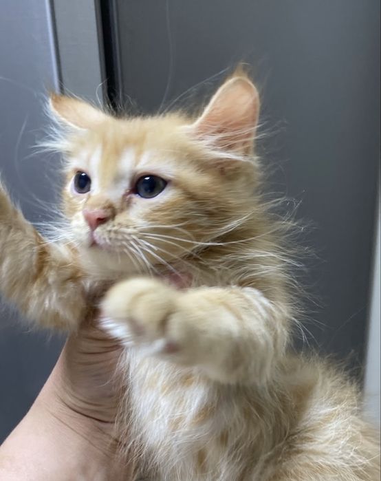 Одам бесплатно котёнка