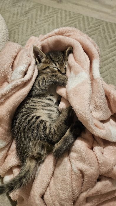 Adoptie pui pisica baietel