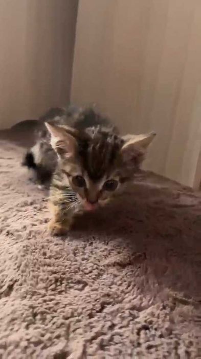 Котенку нужен дом!