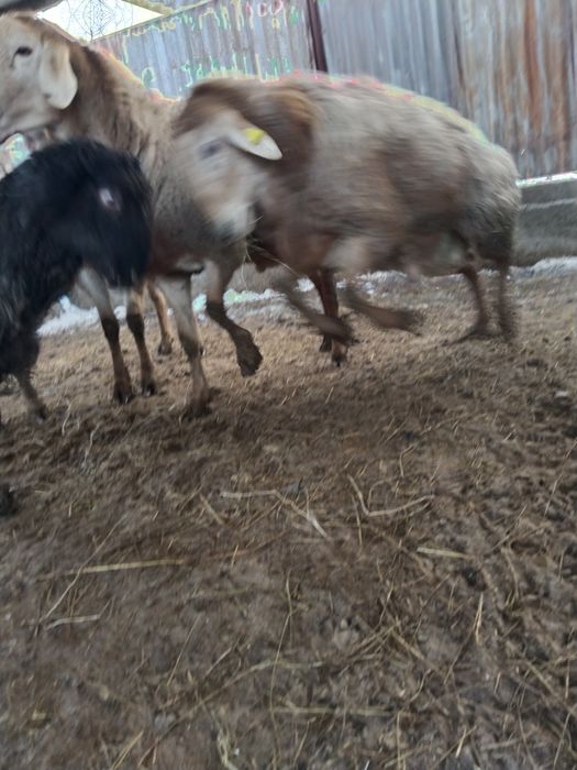 Продам Кошкар 2 годовалый.