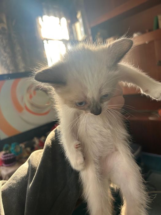 Отдам котенка в добрые руки