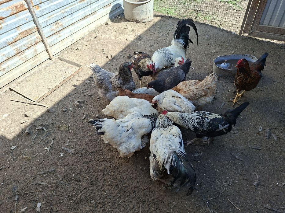 Продам петухов домашних