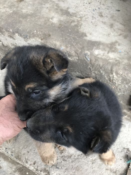 Шенки авчарки чистокровные