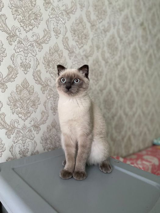 Тайский мысық сатылады