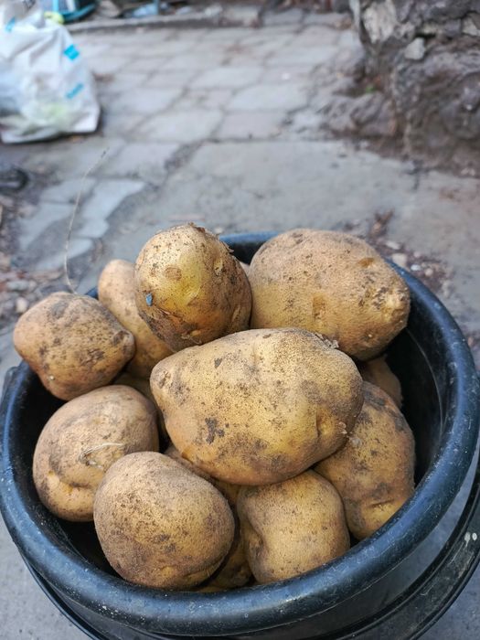 Продам дачный картофель