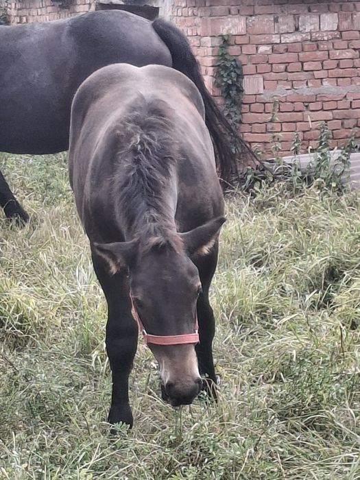 Mănz de vânzare...
