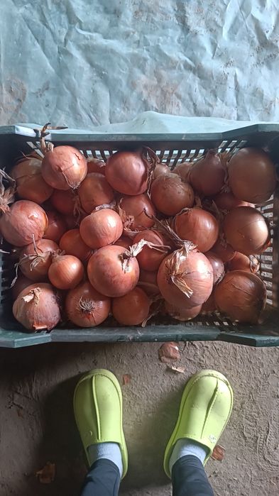 Vând ceapa 0.70 lei kg . Ceapa de calitate.