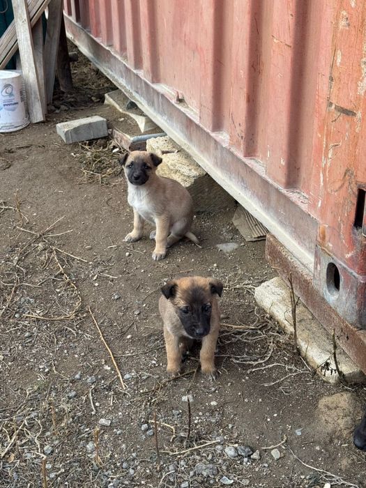 Казахская тазы щенки!