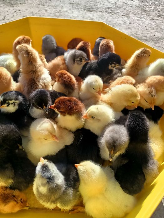 pui de vânzare țărănești